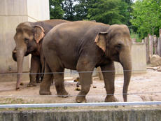 Elefanten-6.jpg